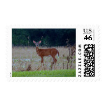 White Tail Deer Postage Stamp