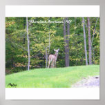 White Tail Deer Print