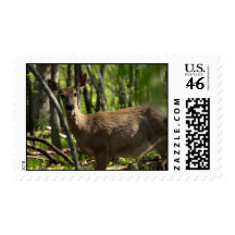 White Tail Deer (S2) Stamps