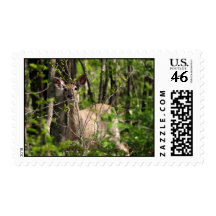 White Tail Deer (S3) Postage