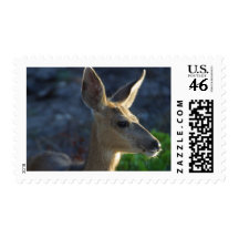 White Tail Deer Stamp