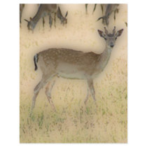 'White-tail Grazing' Flyer