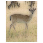 'White-tail Grazing' flyers