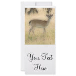 'White-tail Grazing' rack cards