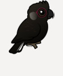 White-tailed Black Cockatoo Ladies Raglan Fitted T-Shirt