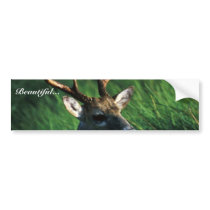White-tailed Buck Bumper Stickers