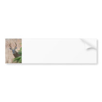 White-tailed Buck Bumper Stickers