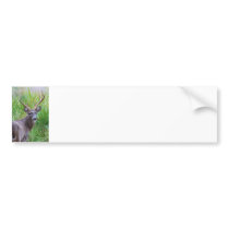 White-tailed Buck Bumper Stickers