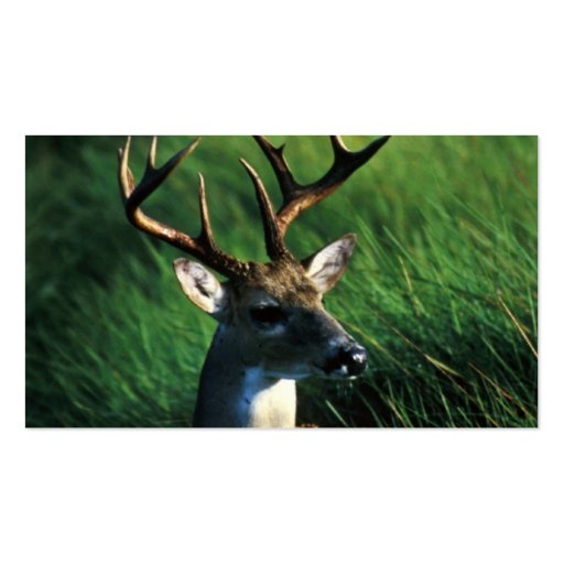 White-tailed Buck Business Cards (back side)