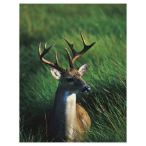 White-tailed Buck Flyer