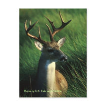 White-tailed buck postcards