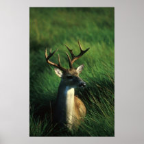 White-tailed Buck Poster