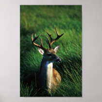 White-tailed Buck Posters