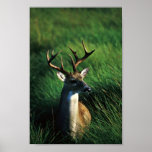White-tailed Buck Posters