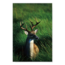 White-tailed Buck posters