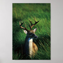 White-tailed Buck Posters