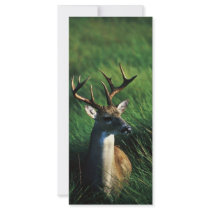 White-tailed Buck Custom Rack Card