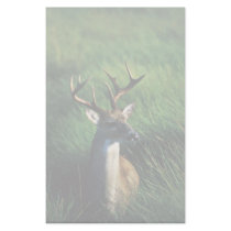 White-tailed Buck Stationery