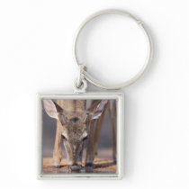 White tailed deer at waterhole keychain