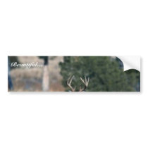 White-tailed deer buck bumper sticker