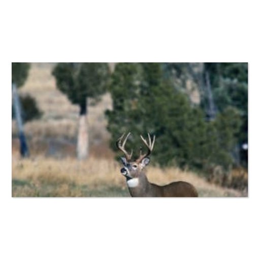 White-tailed deer buck business card (back side)