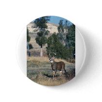 White-tailed deer buck buttons
