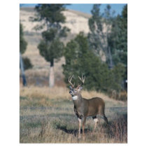 White-tailed deer buck flyers