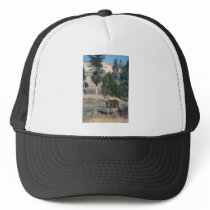 White-tailed deer buck mesh hats