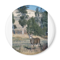 White-tailed deer buck magnet