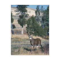 White-tailed deer buck post card
