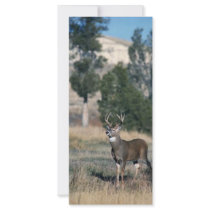 White-tailed deer buck full color rack card