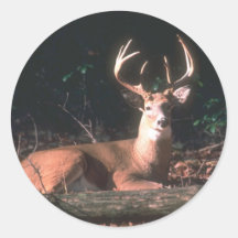White Tailed Deer  Buck Round Stickers
