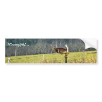 White-tailed Deer Bumper Stickers