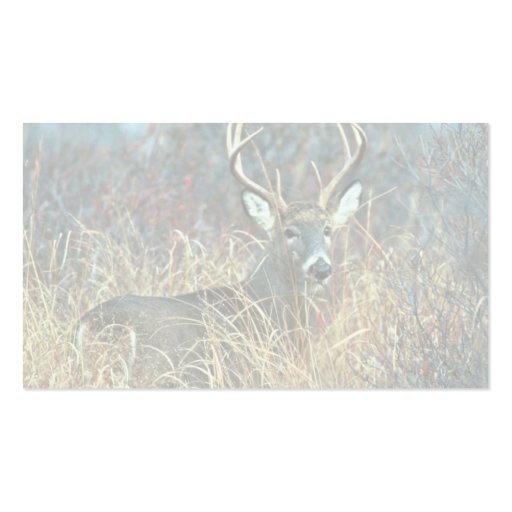 White-tailed Deer Business Cards (back side)