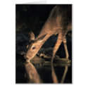White-tailed Deer cards