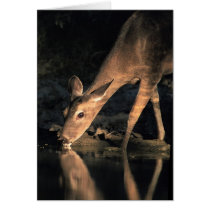 White-tailed Deer cards