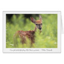 White-tailed deer fawn cards