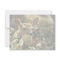 White-tailed Deer Fawn Announcements