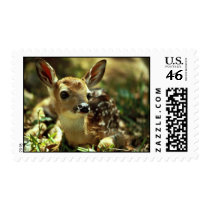 White-tailed Deer Fawn Postage Stamps