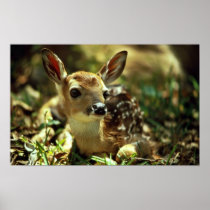White-tailed Deer Fawn Poster