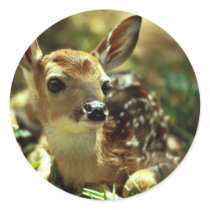 White-tailed Deer Fawn Round Stickers