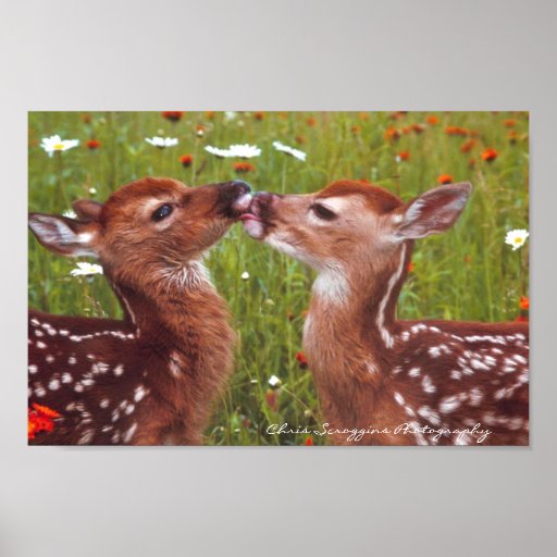 White-tailed Deer Fawns Posters