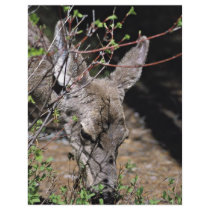 White-tailed Deer flyers by animalpark White-tailed Deer flyers