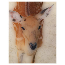 'White-tailed Deer Greeting' Flyer Design