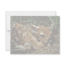 White-tailed Deer Custom Invites