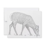 White-Tailed Deer Announcement