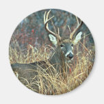 White-tailed Deer Magnet