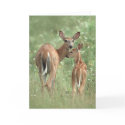 White-tailed deer mother and fawn cards