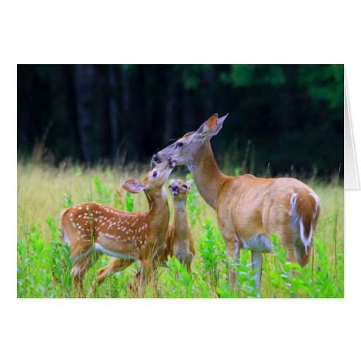 White tailed Deer Mother and Twin Fawns Card Zazzle White tailed Deer Mother and Twin Fawns Card Zazzle
