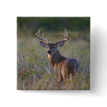 white-tailed deer Odocoileus virginianus) 2 Pins